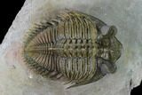 Tower Eyed Erbenochile Trilobite - Spectacular Specimen! #160886-2